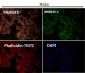 Anti-BDNF Rabbit Monoclonal Antibody